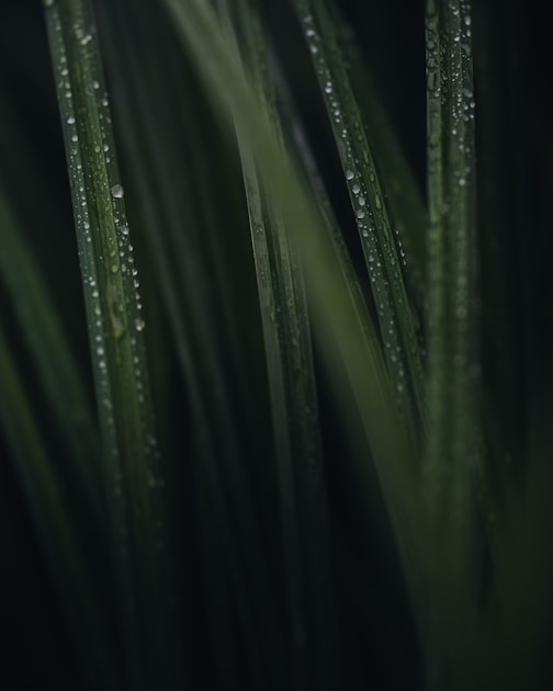 Disconnecting from Technology: A Nature Retreat