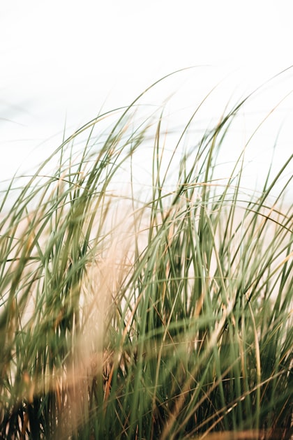 Community Engagement Through Nature Activities